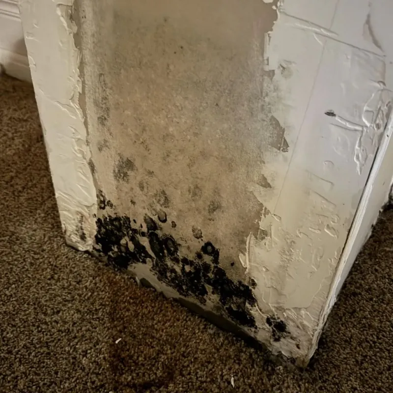 Professional Mold Removal in Matamoras, PA